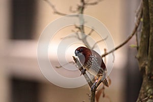 Spice finch bird Lonchura punctulata