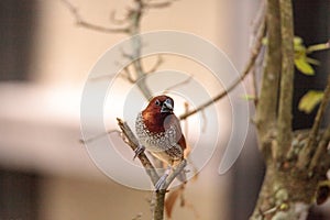 Spice finch bird Lonchura punctulata