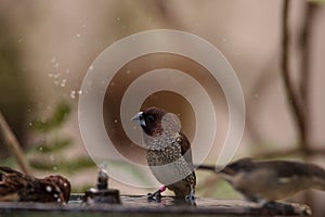 Spice finch Lonchura punctulata bird