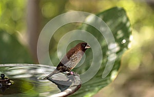 Spice finch Lonchura punctulata bird