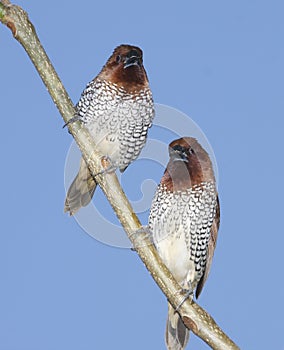 Spice Finches