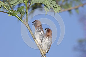 Spice Finches