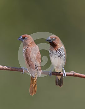 Spice Finches