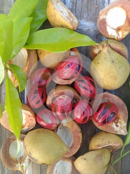Spice fruit myristica fatua are ripe