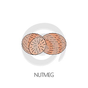 Spice nutmeg icon