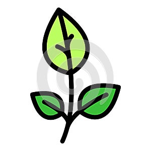 Spice oregano icon vector flat