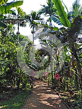 Spice plantation in Goa, India