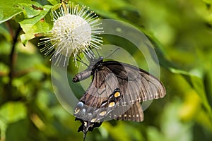 Spicebush Butterfly and Button Flowers 2