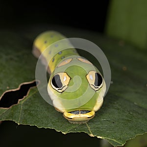 A Spicebush Butterfly larva (Papilio troilus) avoids predation by resembling a snake - Grand Bend, Ontario, Canada