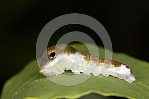 A Spicebush Butterfly larva uses mimicry to avoid predation by resembling a bird dropping