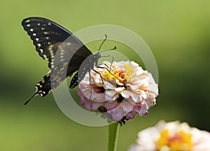 Spicebush Butterfly and pink Zinnia Blossom