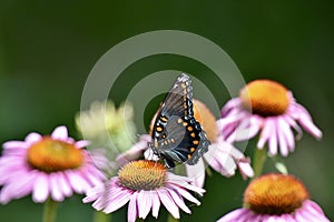 Spicebush Butterfly on Purple Coneflowers