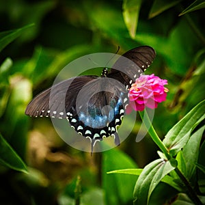 Spicebush Butterfly on Zinnia