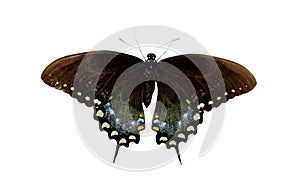 Spicebush Swallowtail photo