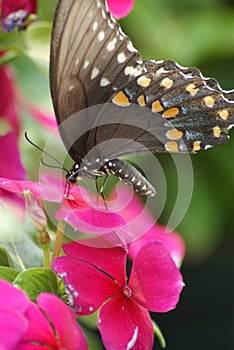 Spicebush Swallowtail