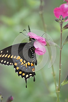 Spicebush Swallowtail