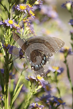 Spicebush Swallowtail