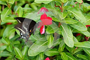 Spicebush Swallowtail