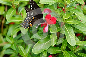 Spicebush Swallowtail