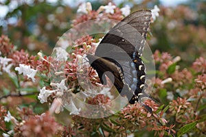 Spicebush Swallowtail