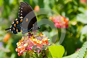 Spicebush Swallowtail