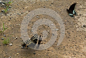 Spicebush Swallowtails