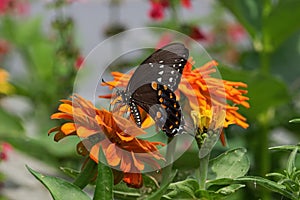 Spicebush Swallowtail