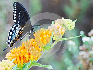 Spicebush Swallowtail butterfly