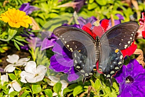 Spicebush Swallowtail Butterfly