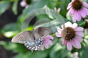Spicebush Swallowtail Butterfly