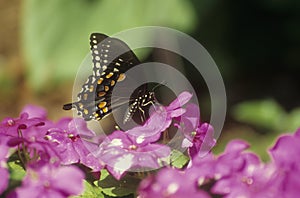 Spicebush swallowtail butterfly