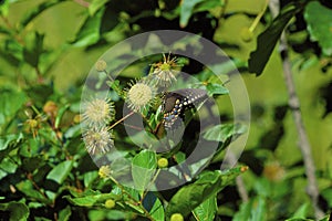 Spicebush Swallowtail Butterfly  50056