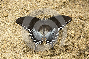 Spicebush swallowtail butterfly on the beach in Nickerson State Park
