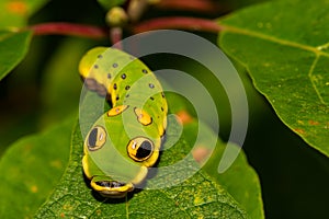 Spicebush Swallowtail Butterfly Caterpillar