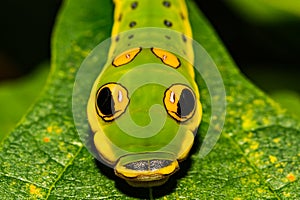 Spicebush Swallowtail Butterfly Caterpillar