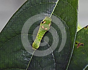 Spicebush Swallowtail Butterfly Caterpillar