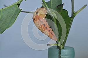 Spicebush Swallowtail butterfly caterpillar