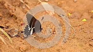 Spicebush Swallowtail Butterfly Close Up Footage HD