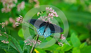 Spicebush Swallowtail Butterfly and Common Milkweed