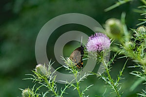 Spicebush Swallowtail Butterfly Feeding on a Bull Thistle