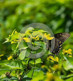 Spicebush Swallowtail Butterfly Feeding