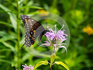 Spicebush Swallowtail Butterfly on Flower