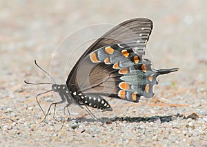 Spicebush Swallowtail butterfly in Grassi Bog Conservation Area, Marion, Massachusetts