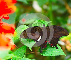 Spicebush Swallowtail butterfly, green leaves and red flowers