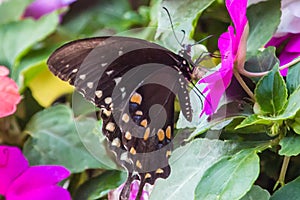 A spicebush swallowtail butterfly on an impatiens plant