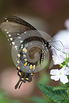 A spicebush swallowtail butterfly on an impatiens plant