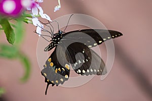 A spicebush swallowtail butterfly on an impatiens plant