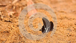 Spicebush Swallowtail Butterfly Insect Footage HD