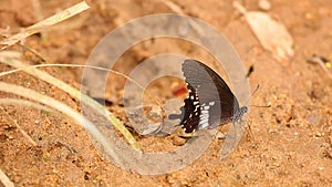 Spicebush Swallowtail Butterfly Macro Footage HD