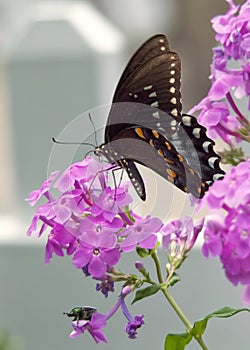 Spicebush Swallowtail Butterfly on Phlox